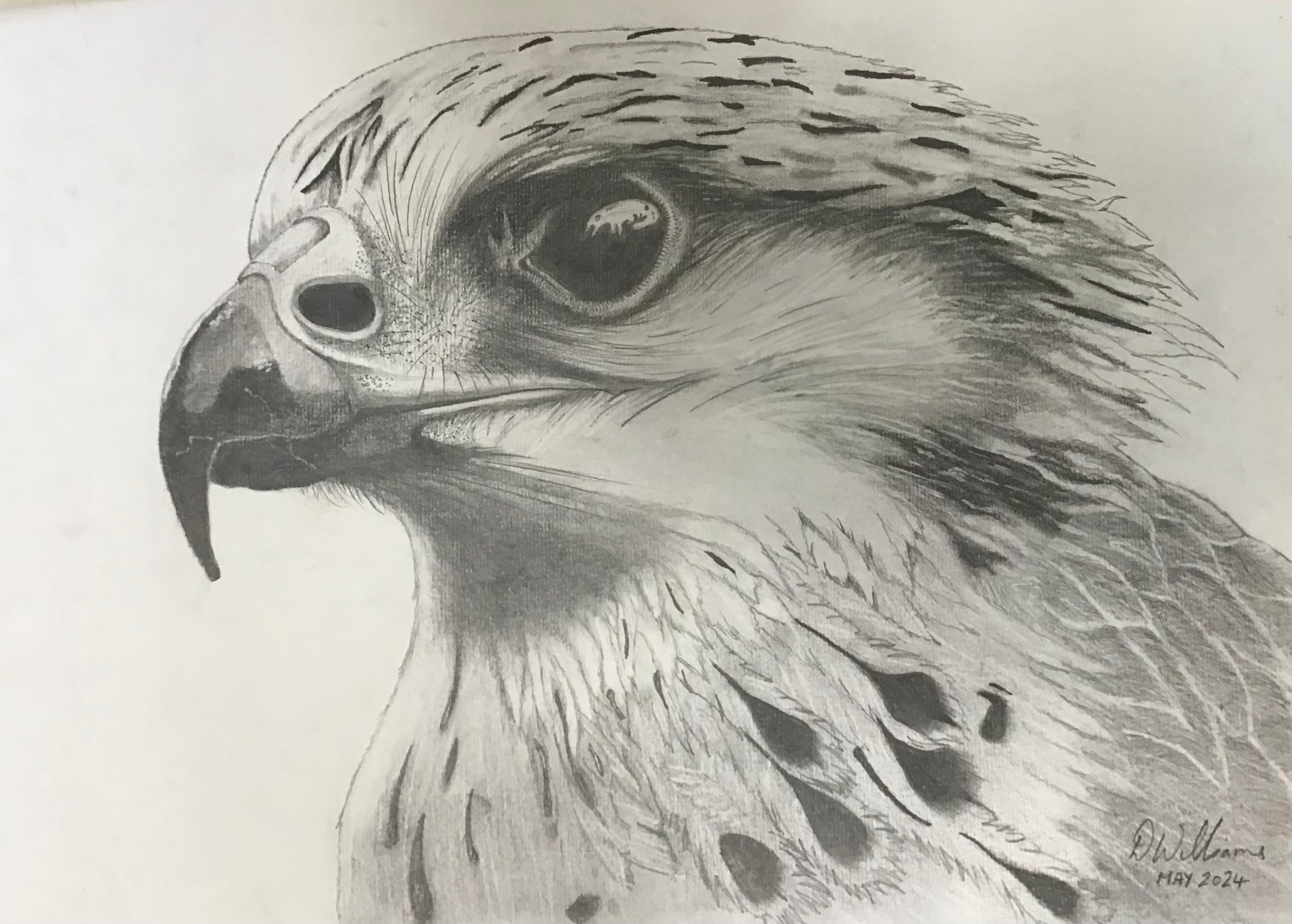 5 Week Starter Drawing Course