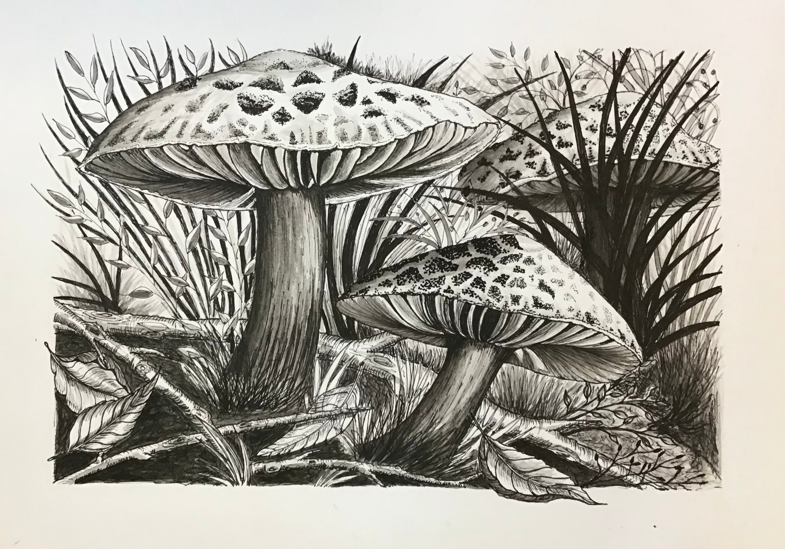 5 Week Starter Drawing Course