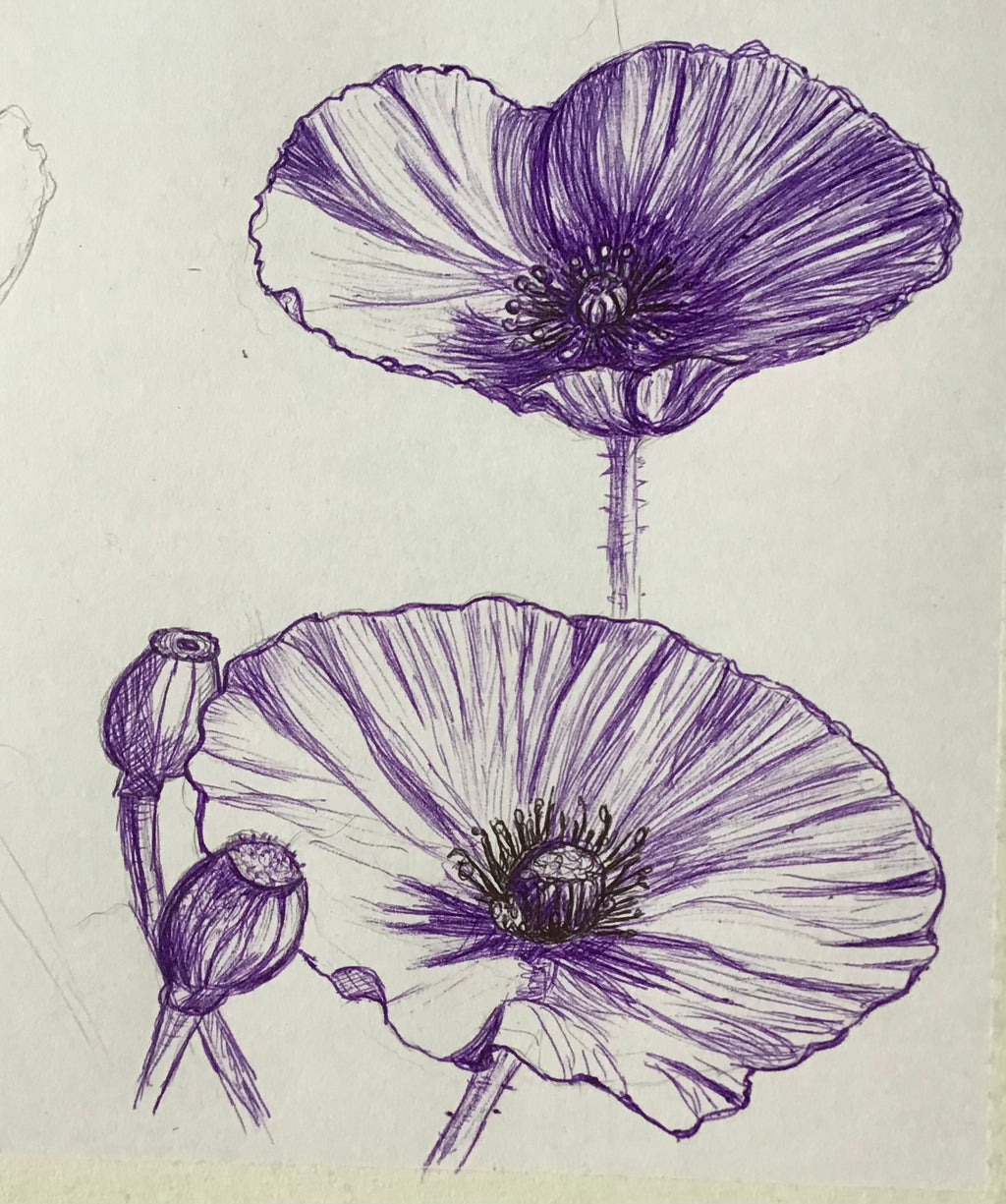 5 Week Starter Drawing Course