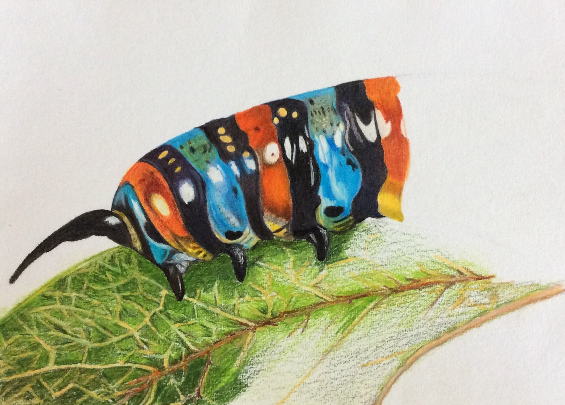 5 Week Starter Drawing Course